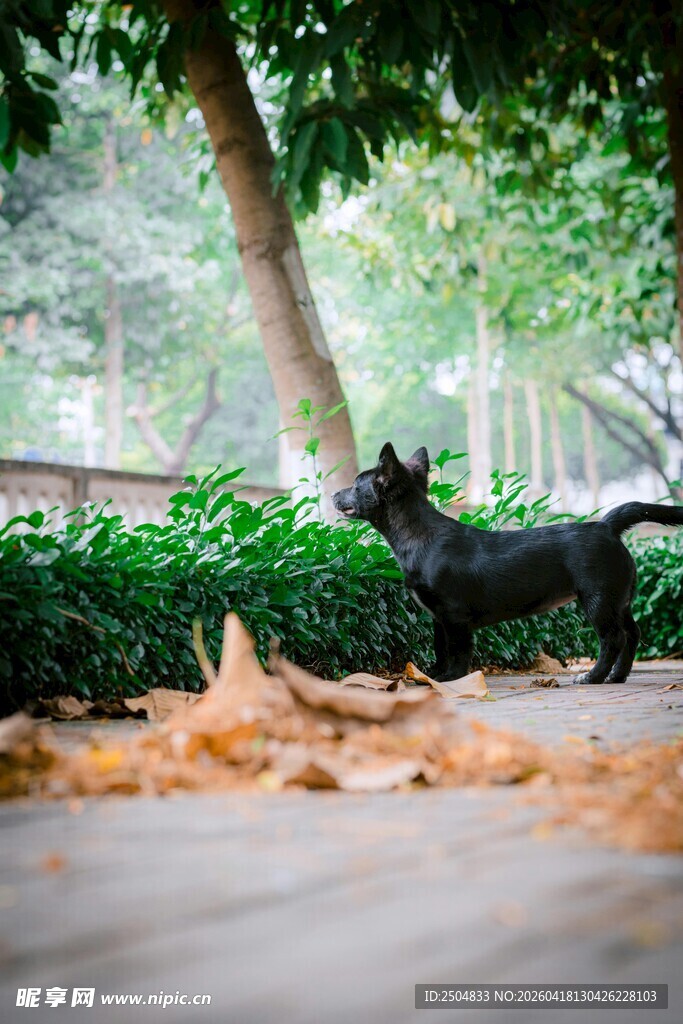 黑犬漫步于落叶林荫间