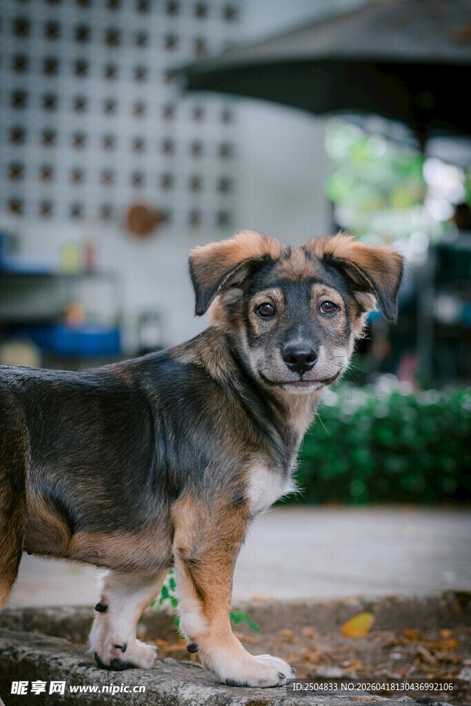 可爱小狗户外站立瞬间