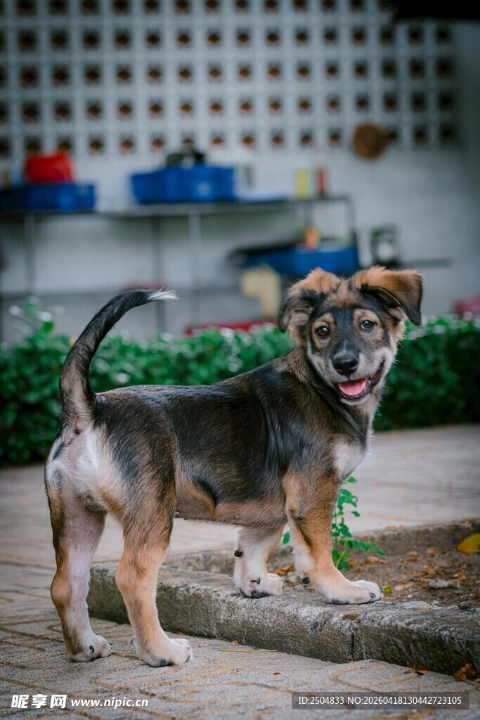 可爱小狗户外开心站立
