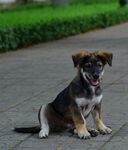 可爱小狗坐于户外路面