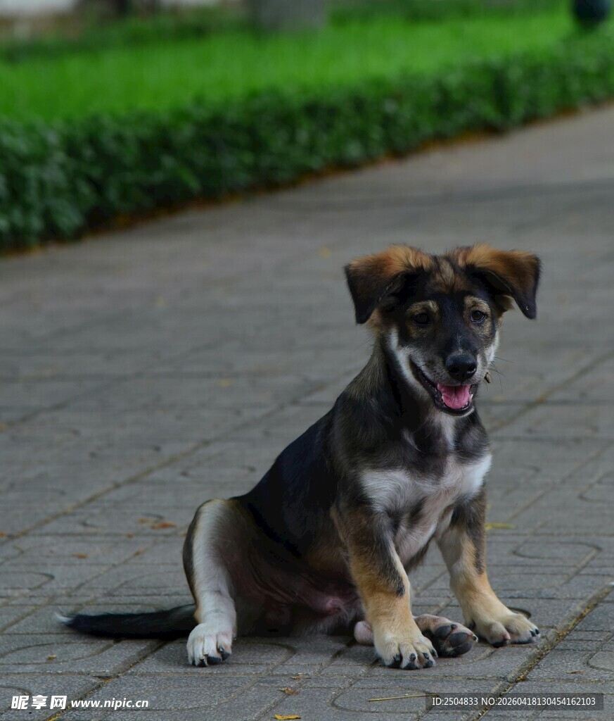 可爱小狗坐于户外路面