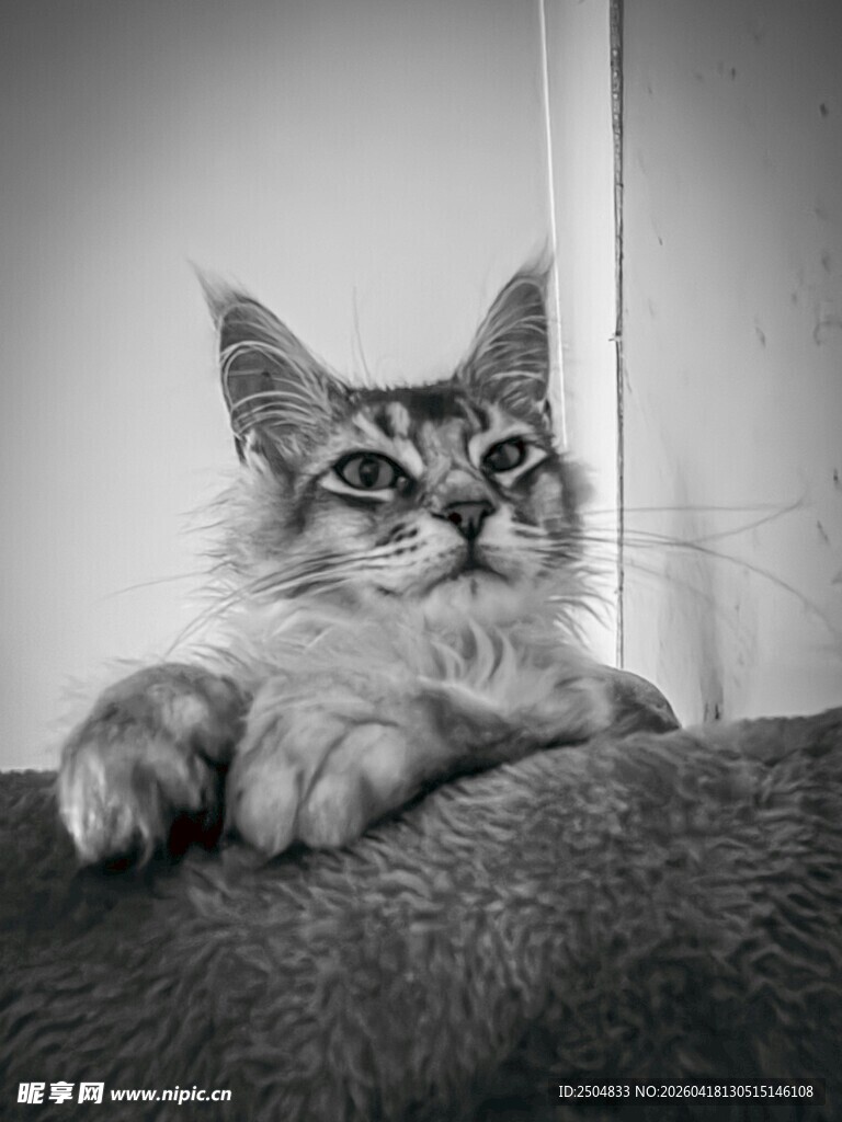 可爱猫咪慵懒趴卧