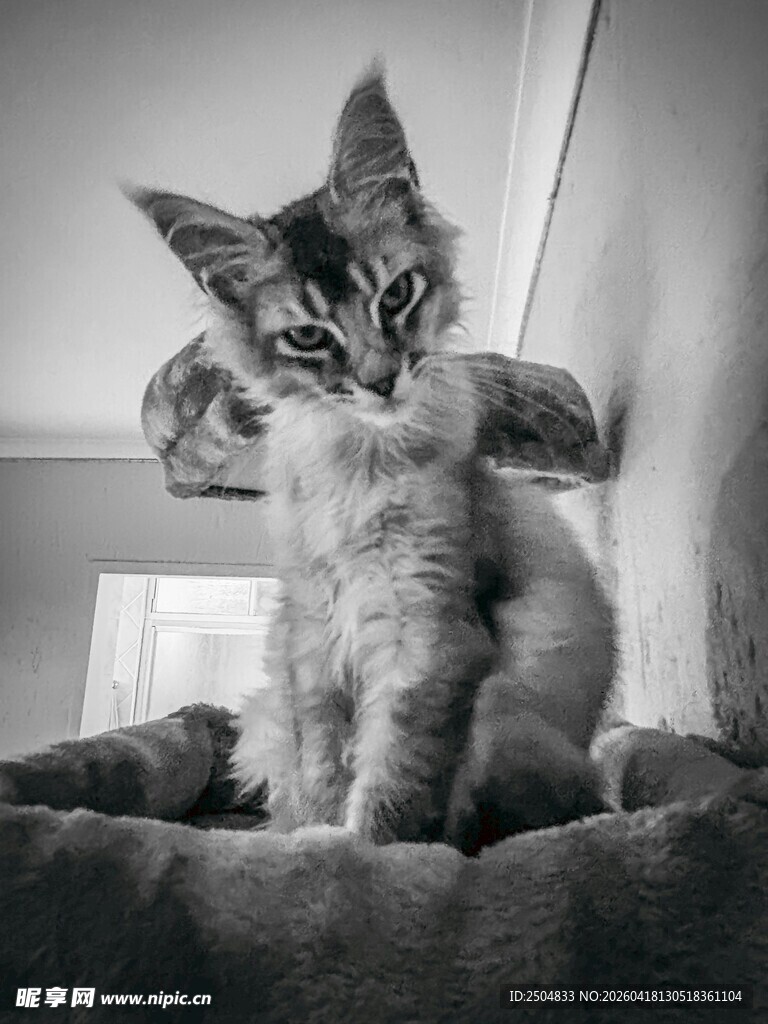 可爱小猫端坐猫窝中