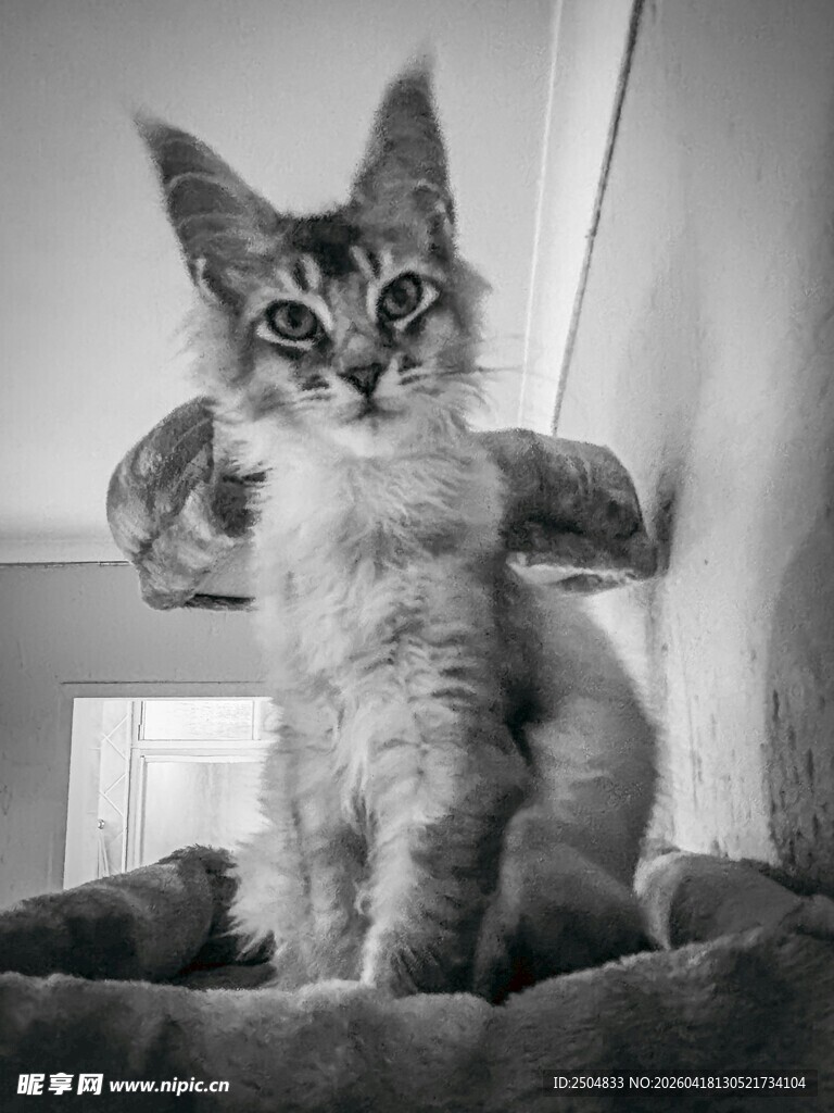 可爱小猫端坐猫窝