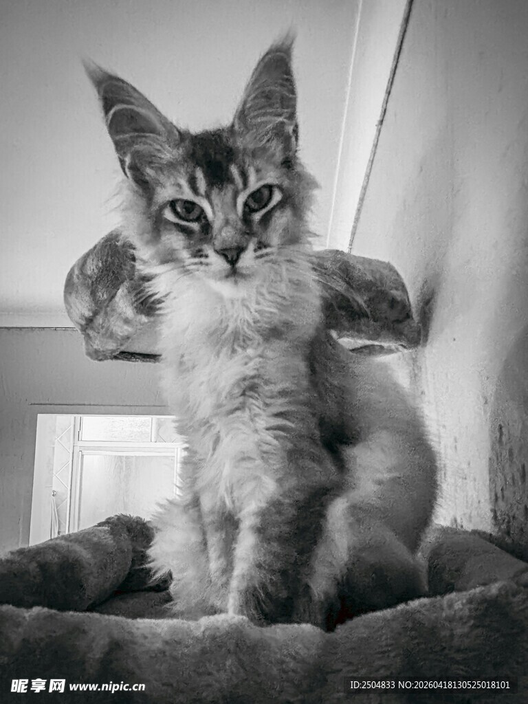 可爱小猫端坐猫窝