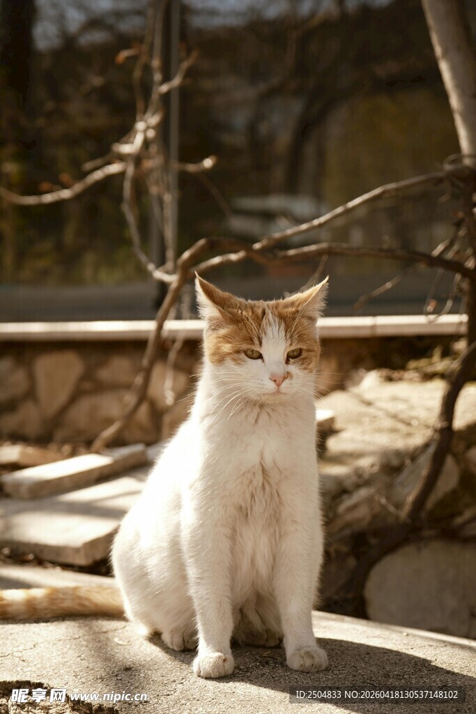 户外端坐的白棕相间猫咪