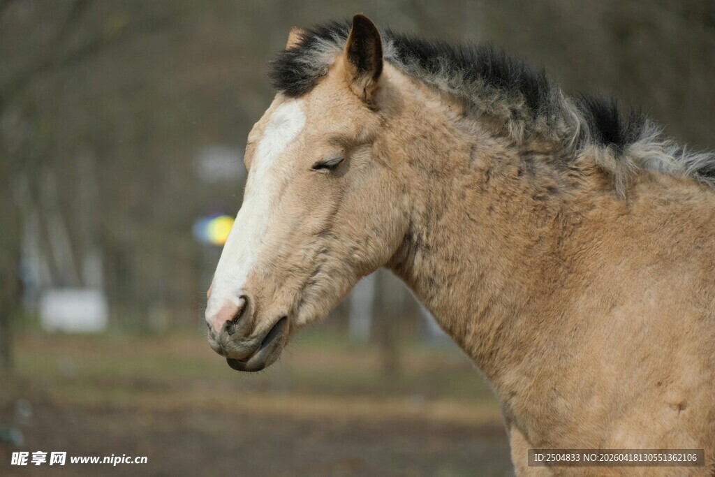 浅棕骏马侧颜特写