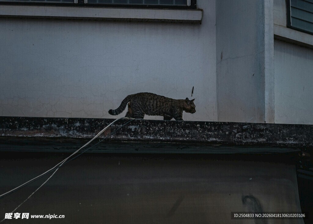 屋顶上行走的黑猫