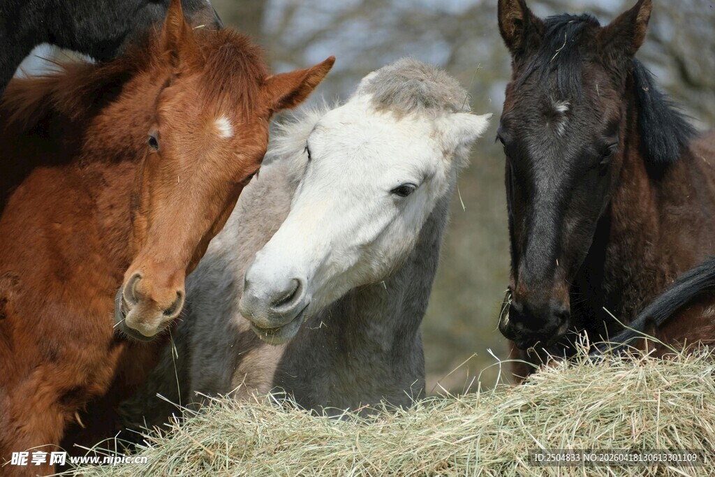 三匹马围在干草堆旁