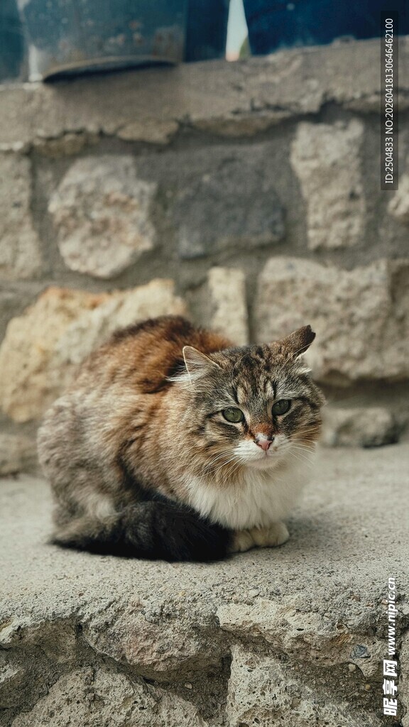石墙边的慵懒猫咪