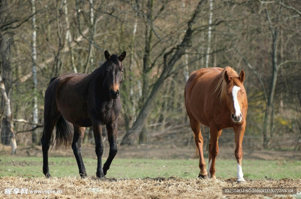 田野中的两匹马