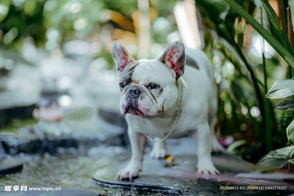 可爱法国斗牛犬户外漫步
