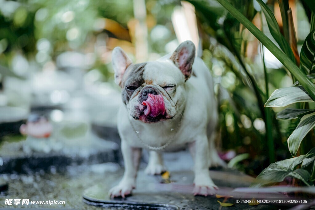 吐舌萌犬站于绿植旁