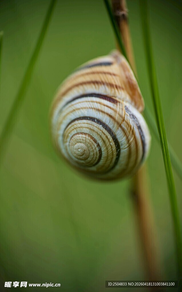 蜷于枝上的彩色蜗牛壳
