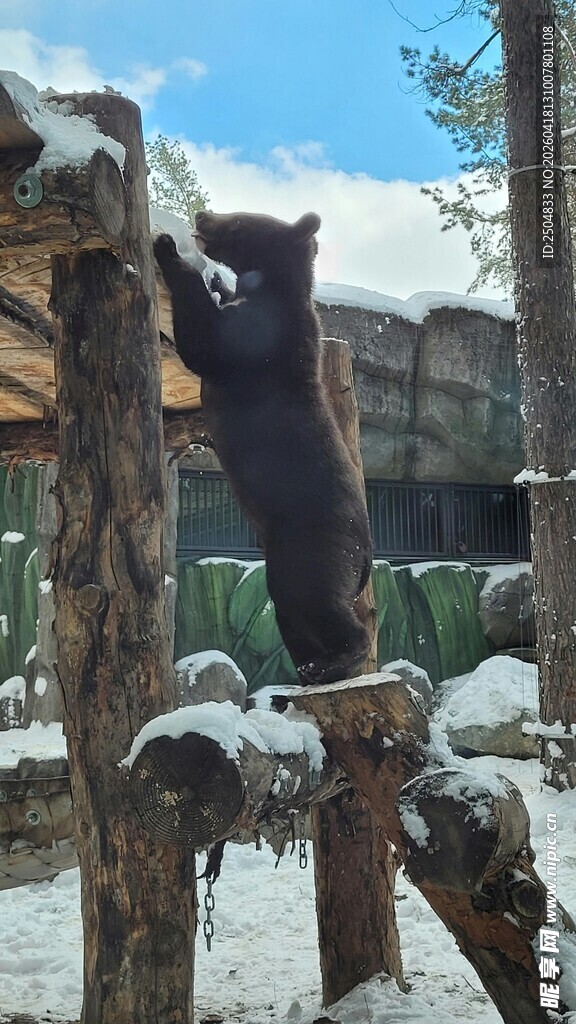 雪地中黑熊攀于木架