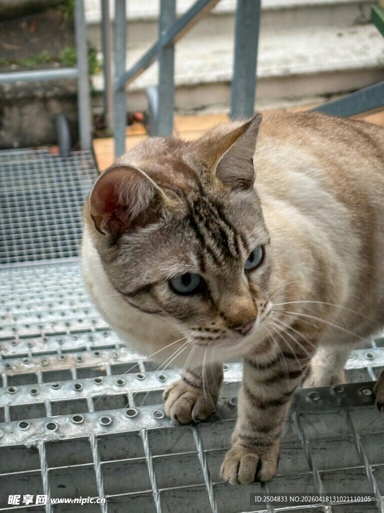 可爱猫咪站在金属网格上