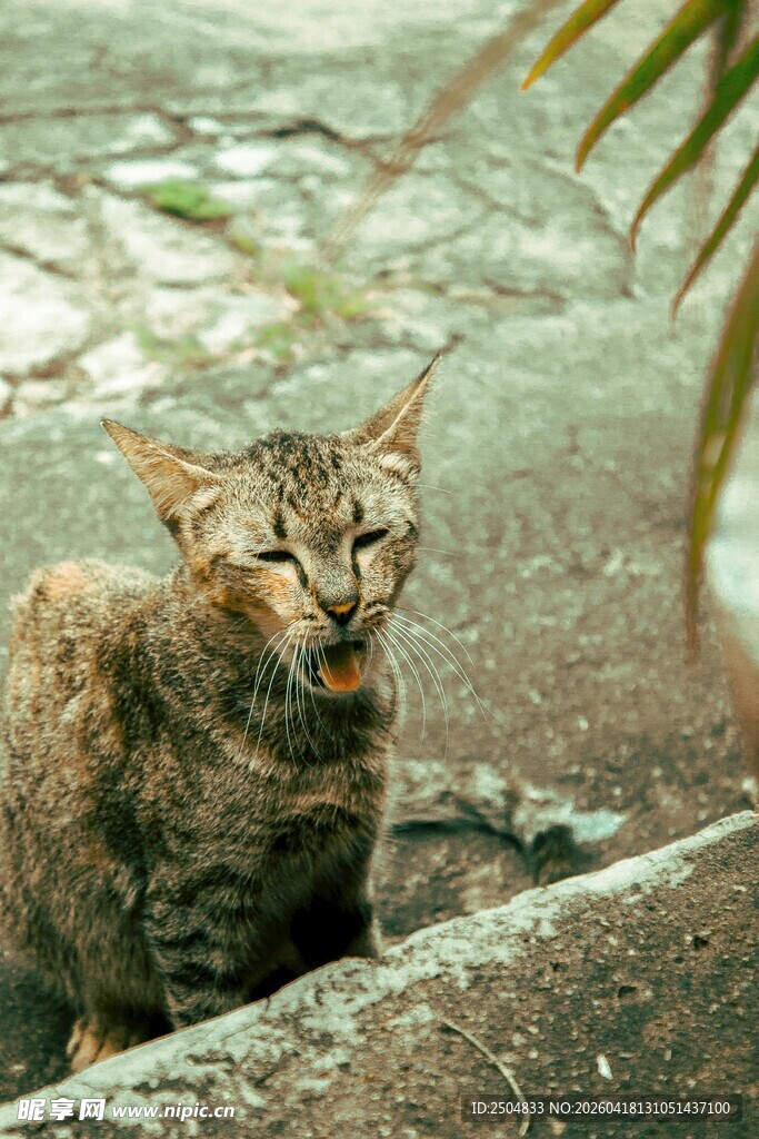 户外蹲坐的斑纹猫咪