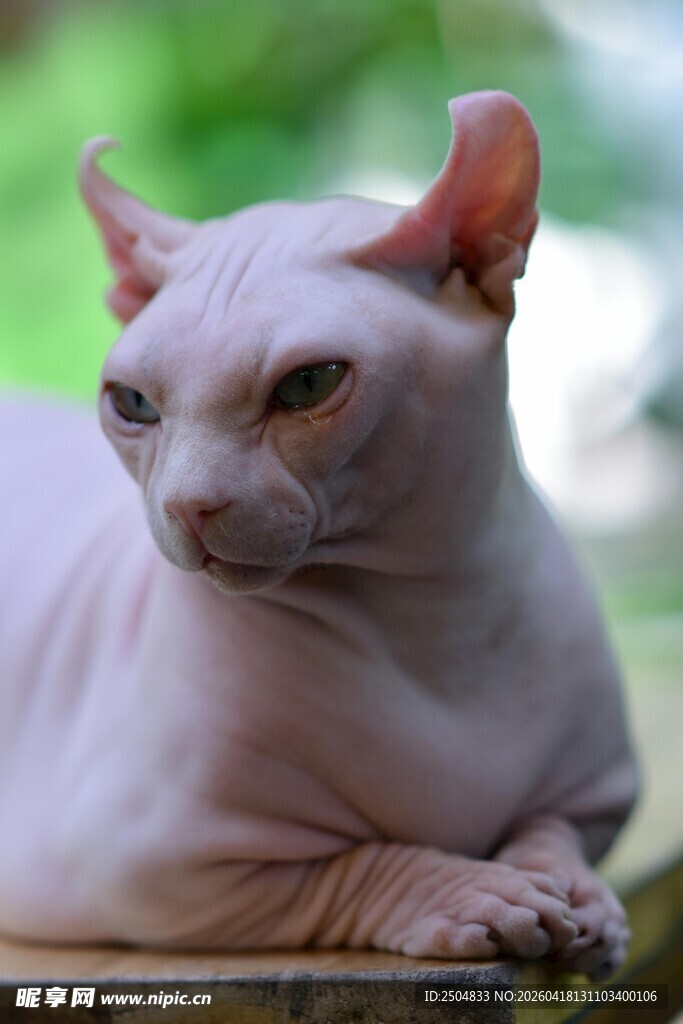 无毛猫侧卧休憩