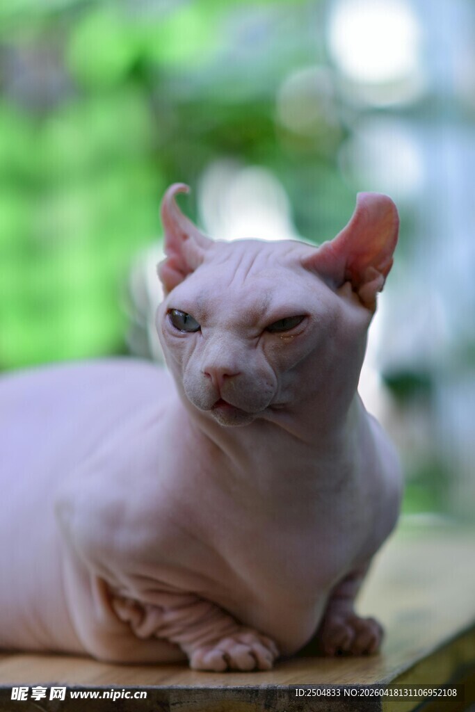 无毛猫悠闲趴坐