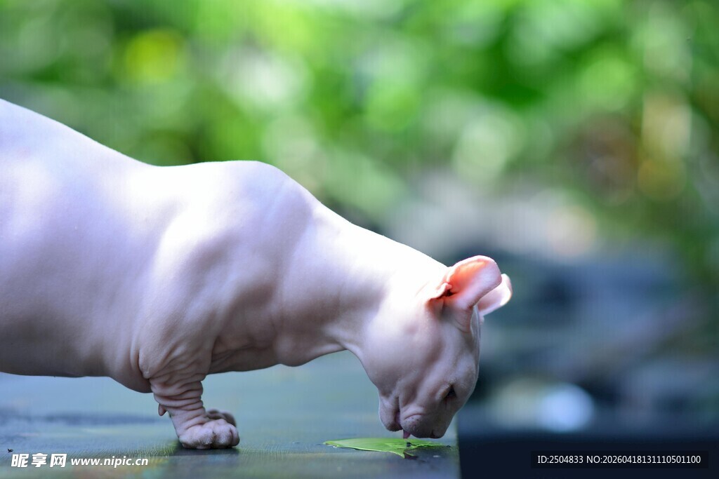 无毛犬低头嗅闻绿植