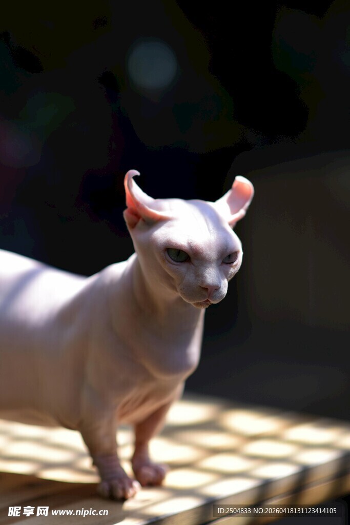 无毛猫站立于木质平台