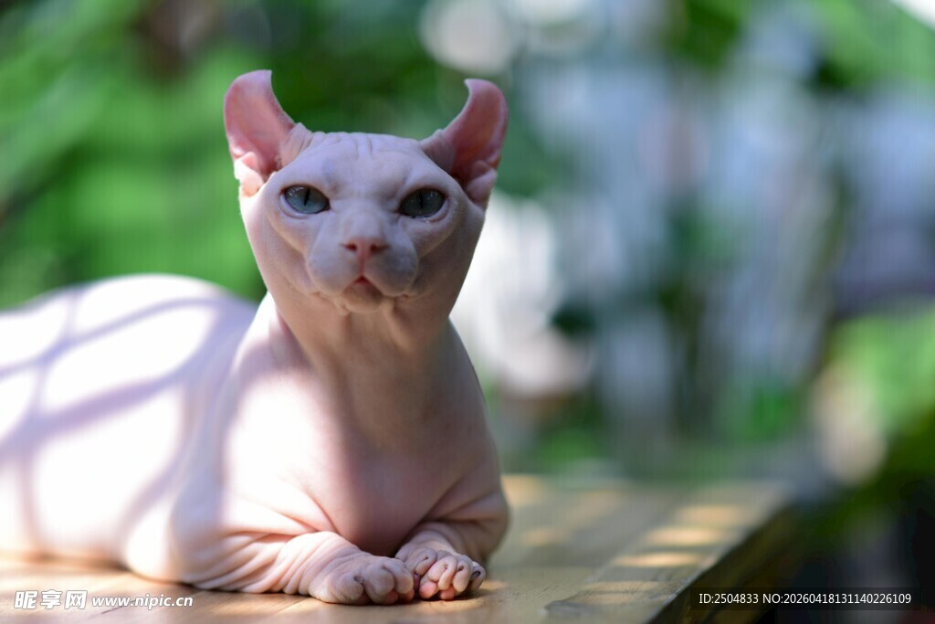 无毛猫惬意趴卧