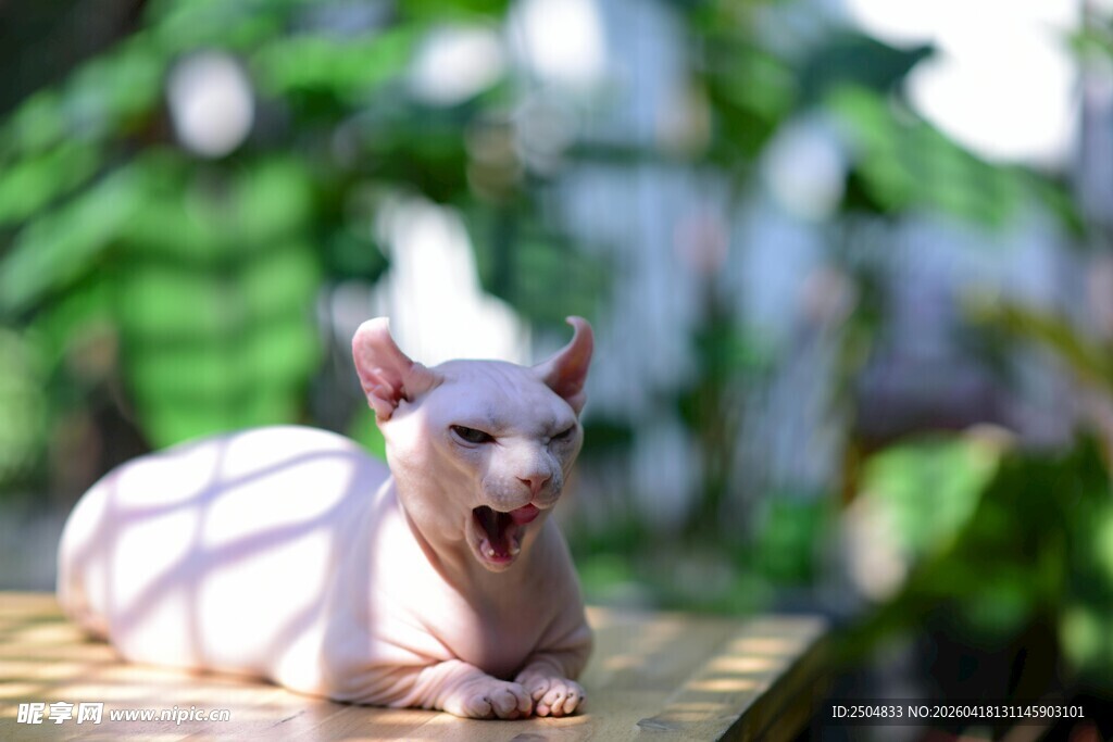 阳光下休憩的可爱无毛犬