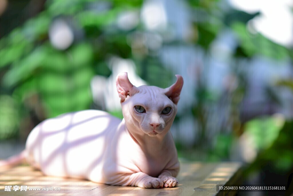 阳光下的无毛猫