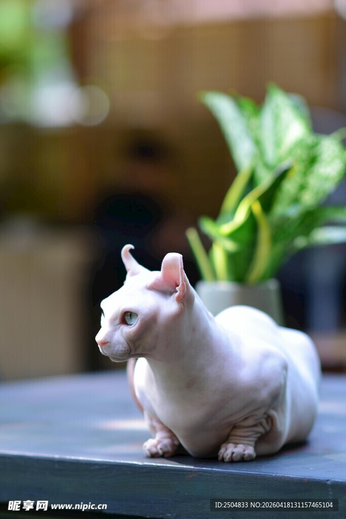 白色猫咪安静趴坐