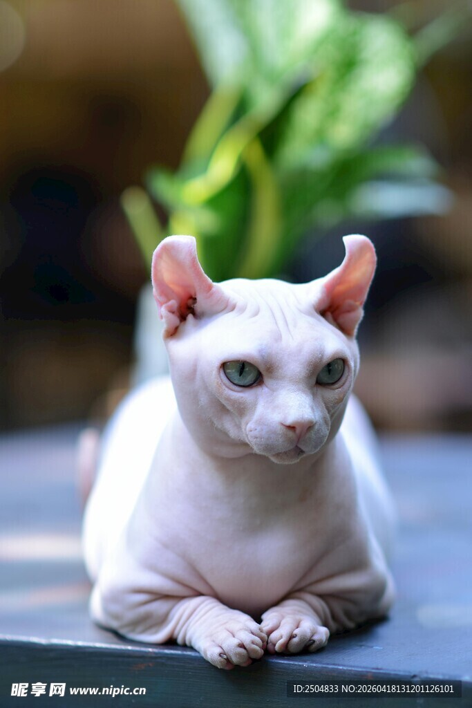 无毛猫优雅趴卧