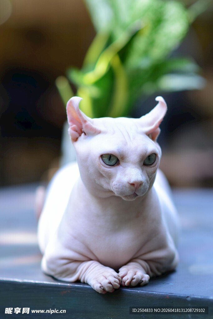 优雅无毛猫安静休憩