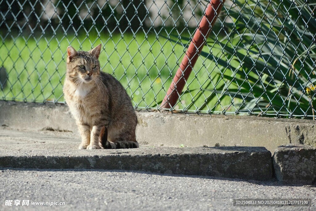 户外独坐的猫咪