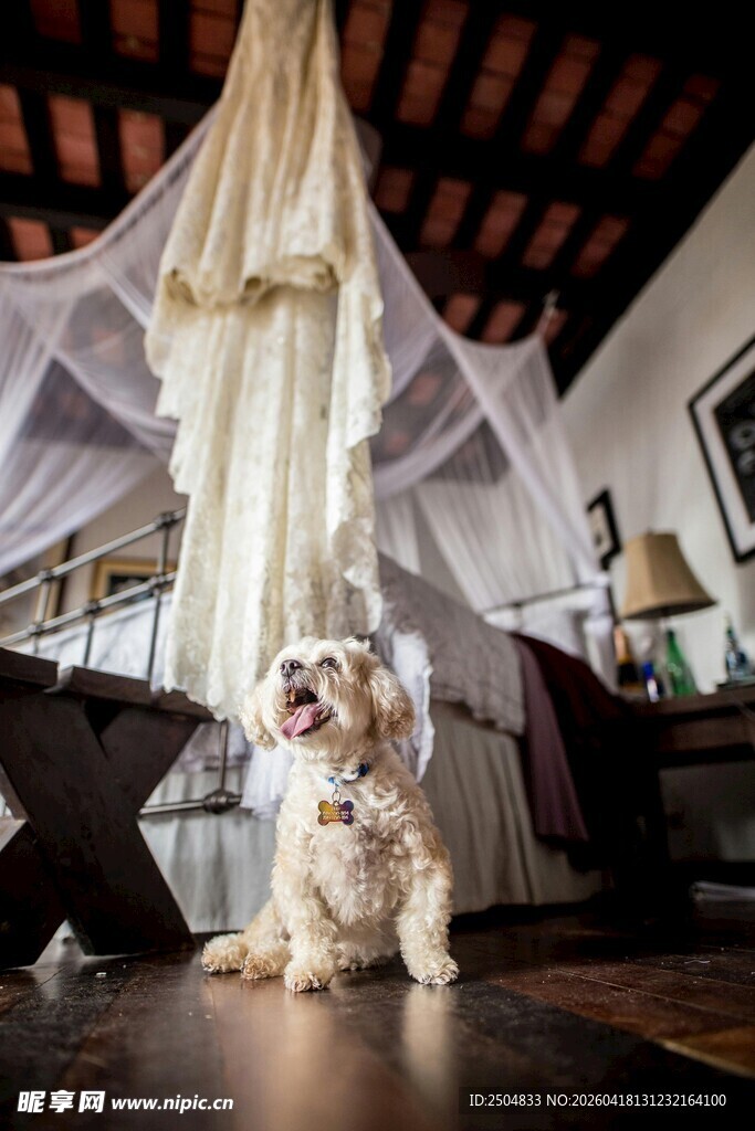 小狗身 婚纱纱幔超可爱