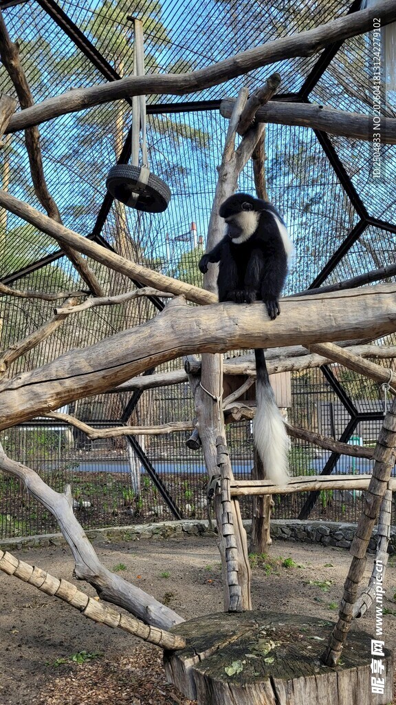 黑猩猩在树上玩耍