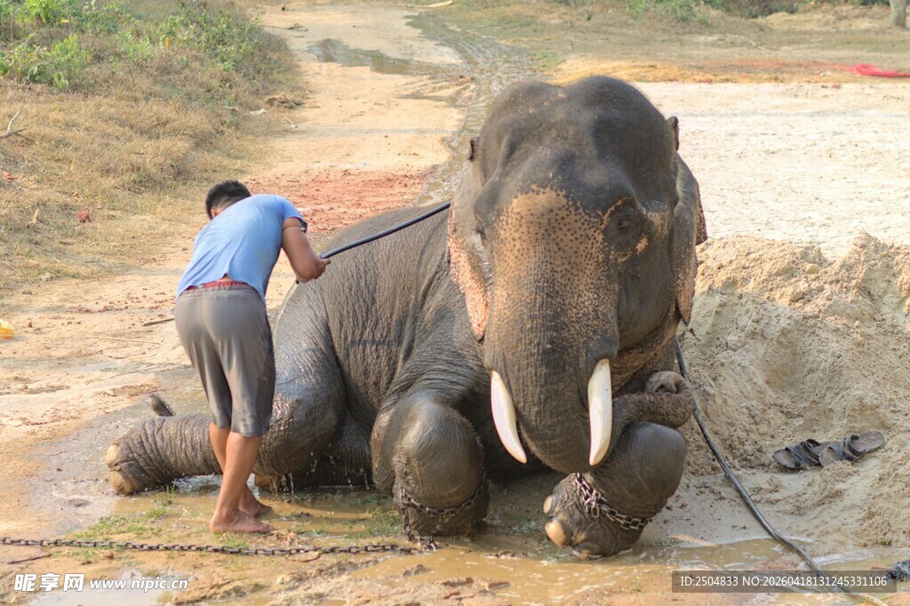 人给大象洗澡温馨场景