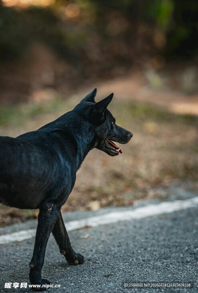 黑犬在路上悠闲行走