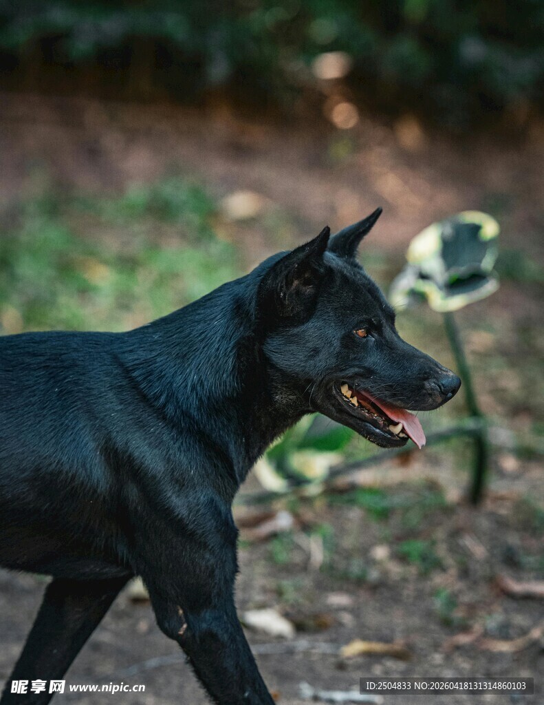 黑色杜宾犬户外漫步
