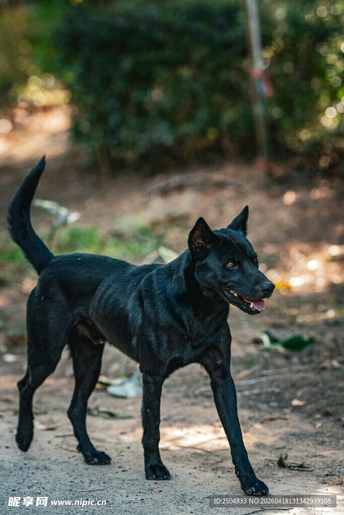黑色健硕犬户外行走
