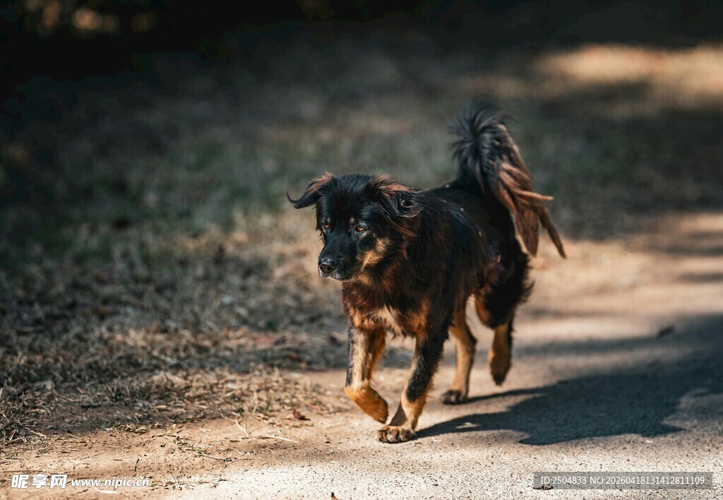 小路上奔跑的可爱狗狗