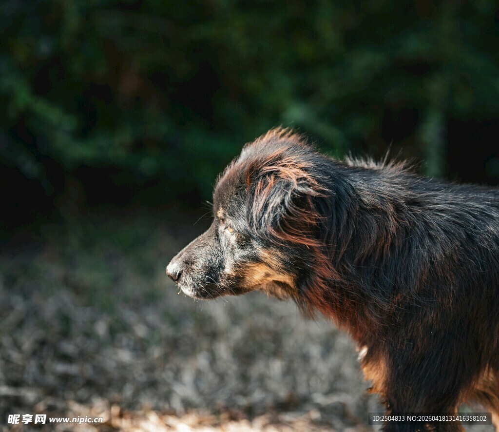户外的长毛小狗