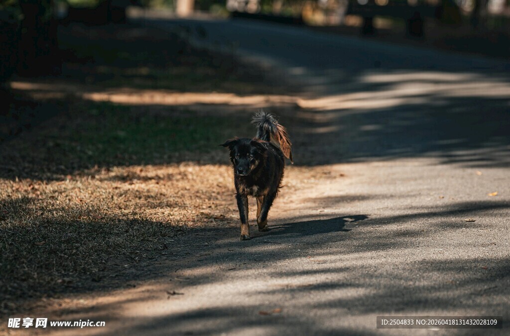 阳光下独行的斑点狗