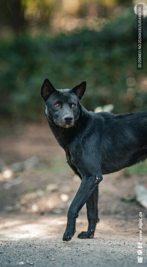 户外单腿站立的黑色小狗