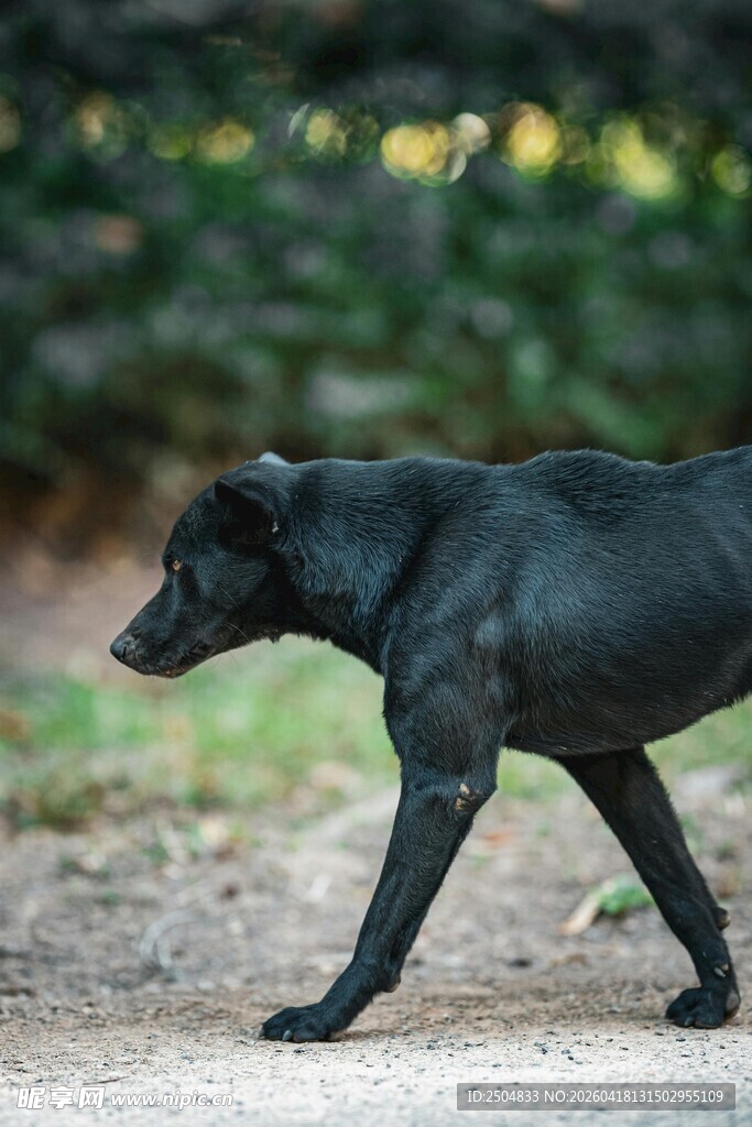 黑犬在户外小路上行走