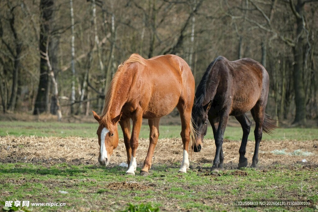 两匹马在草地悠闲吃草