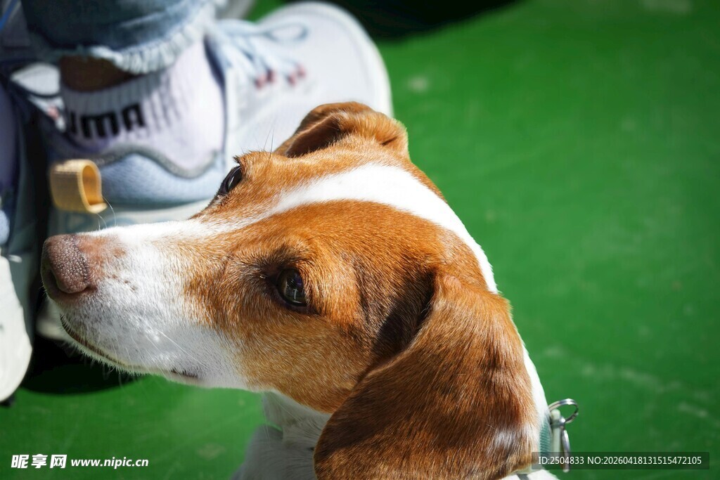 小狗亲昵蹭人的温馨瞬间