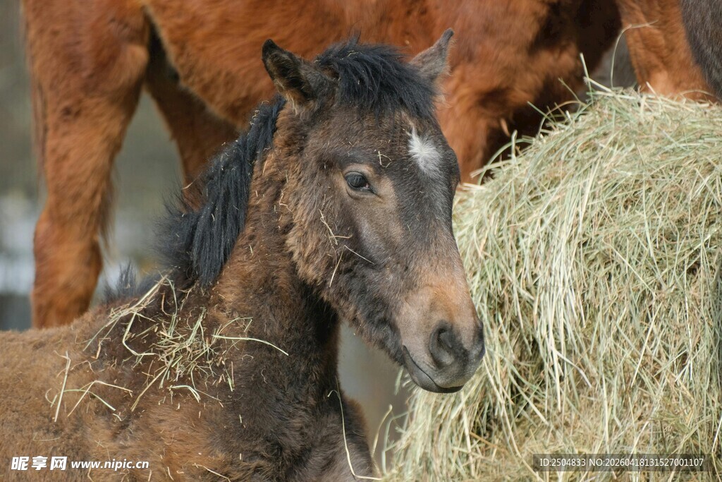 小马驹与干草