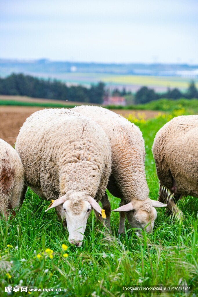 草原上吃草的羊群