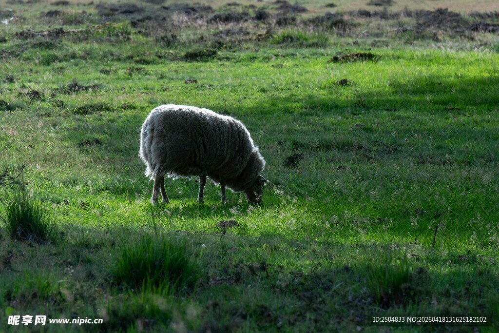 草原上独自吃草的绵羊