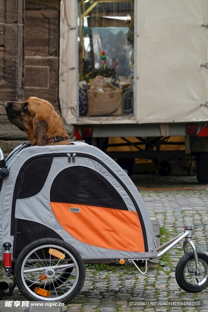 宠物骑行拖车中的可爱狗狗