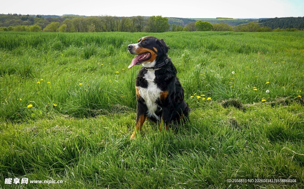 草地上的可爱狗狗